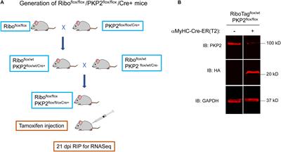 Transcriptomic Coupling of PKP2 With Inflammatory and Immune Pathways Endogenous to Adult Cardiac Myocytes